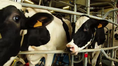 shot of the cow's in the milking system