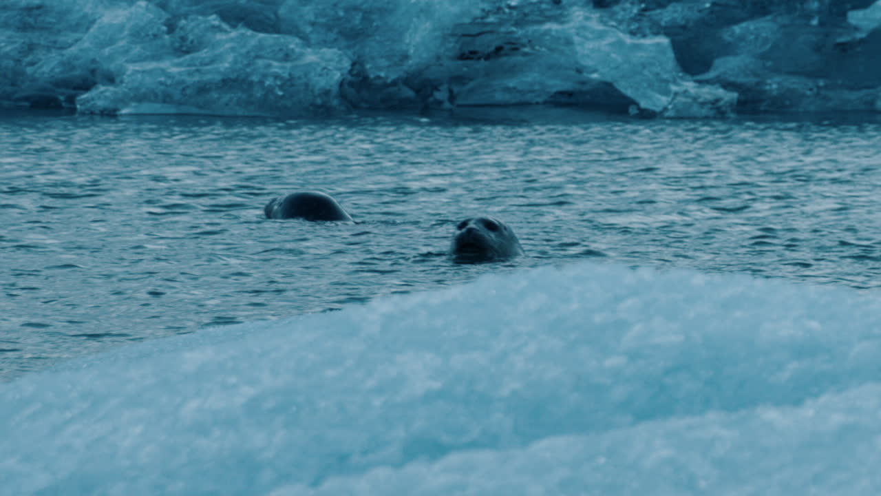 Seals in Arctic Ice