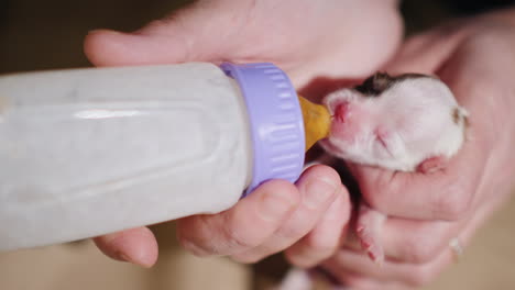 woman feeds milk to a newborn puppy from bottle 02