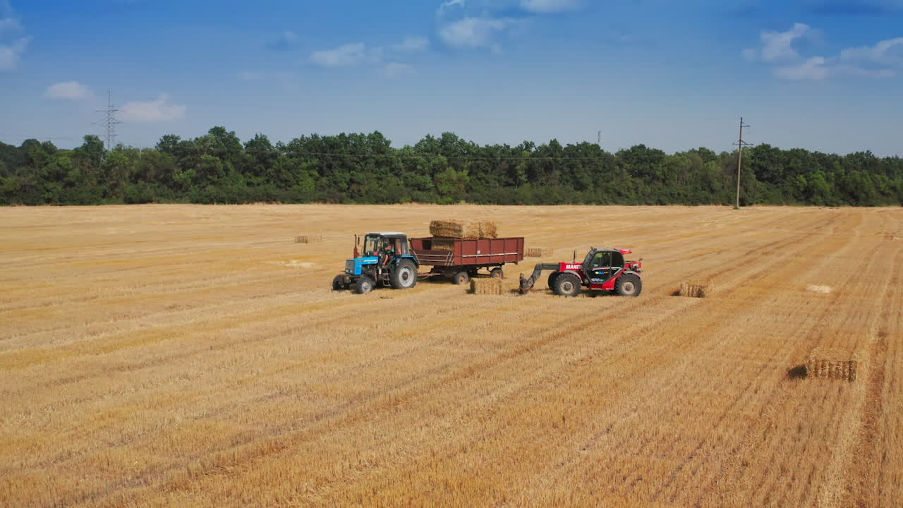 Machines working in the farmlands after picking harvest. Loader gathers hay bales to load them on the tractor. Green trees at backdrop.