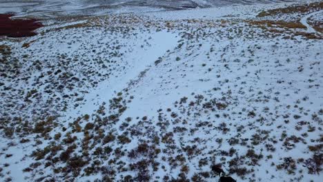 Colinas-Inclinadas-Cubiertas-De-Nieve-Durante-El-Invierno-Con-Animales-Forrajeros