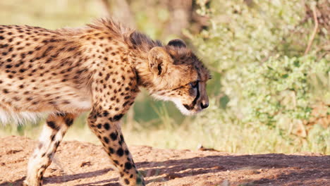 cheetah cub in the african savanna