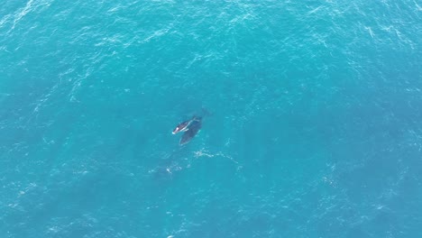 whales swimming on surface of blue ocean in north stradbroke island, top down wide angle aerial drone shot of mother and calf whale 4k qld, australia