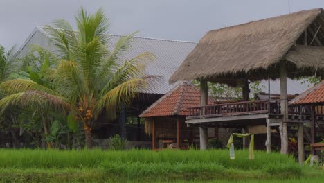 a tranquil scene of traditional thatched-roof buildings nestled among palm trees and rice paddies on bali island