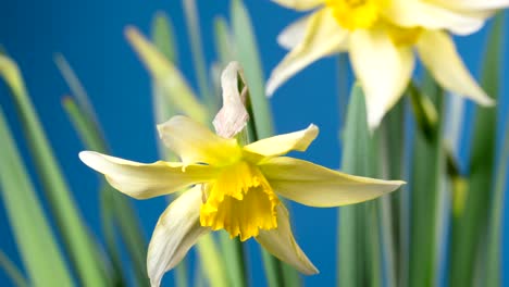 spring flower - blooming narcissus