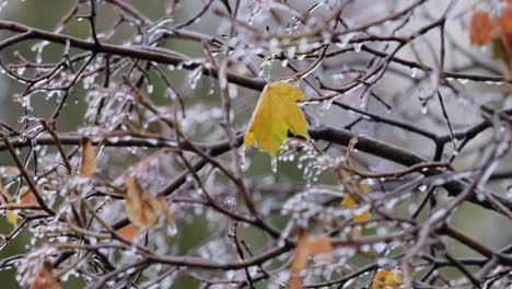 Leaves-and-branches-of-the-tree-froze-during-the-first-morning-frost-in-late-autumn.