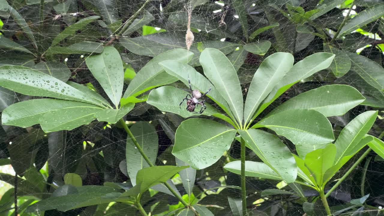 Nature in action — a spider is feeding on its prey while suspended in its web. The lush green leaves in the background contrast with the rawness of the feeding moment
