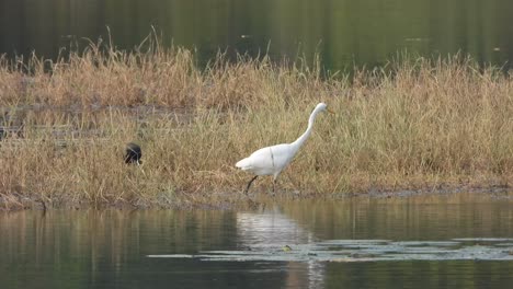 Heron-and-White-breasted-waterhen-.-pond-