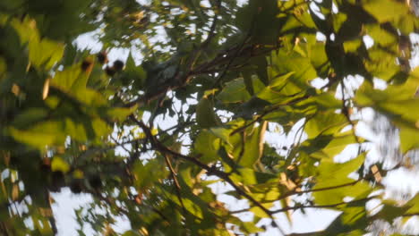 Remolino-Circular-A-Través-De-Las-Hojas-De-Un-árbol-De-Roble