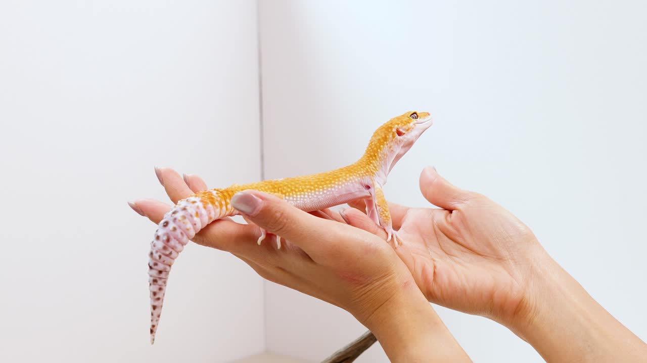A calm and gentle interaction with a leopard gecko (Eublepharis macularius) showcasing its yellow, spotted skin texture and tail scales under bright indoor lighting. This close-up macro shot highlights the reptile's unique features, perfect for pet care, herpetology, and wildlife content creation.
