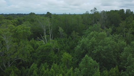 drone view of entering trees and vegetation in rainforest