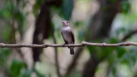 El-Papamoscas-Marrón-Asiático-Es-Un-Pequeño-Pájaro-Paseriforme-Que-Se-Reproduce-En-Japón,-Himalaya-Y-Siberia