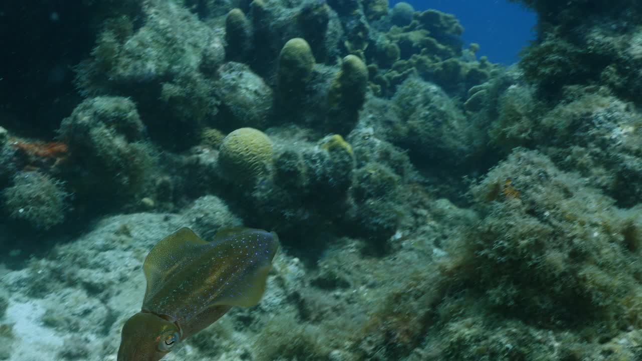 Calamaro di barriera caraibico nella barriera corallina del Mar dei Caraibi intorno a Curaçao