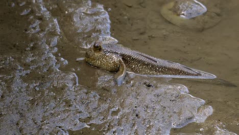 mudskipper marrón brillante moviéndose en el barro -cerrar