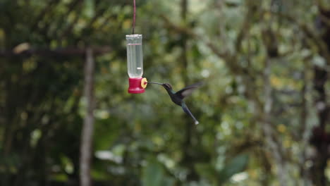 hummingbird drinking water on a feeder in mindo ecuador gardens