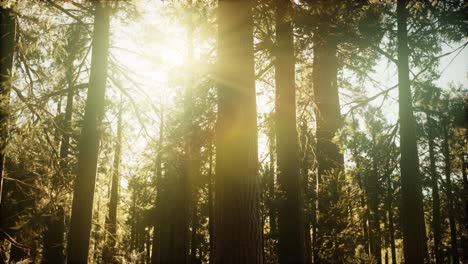 Hiperlapso-En-El-Bosque-De-Secuoyas-Desde-El-Amanecer