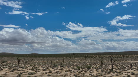 vuelo sobre un bosque de árboles de josué en el desierto de mojave
