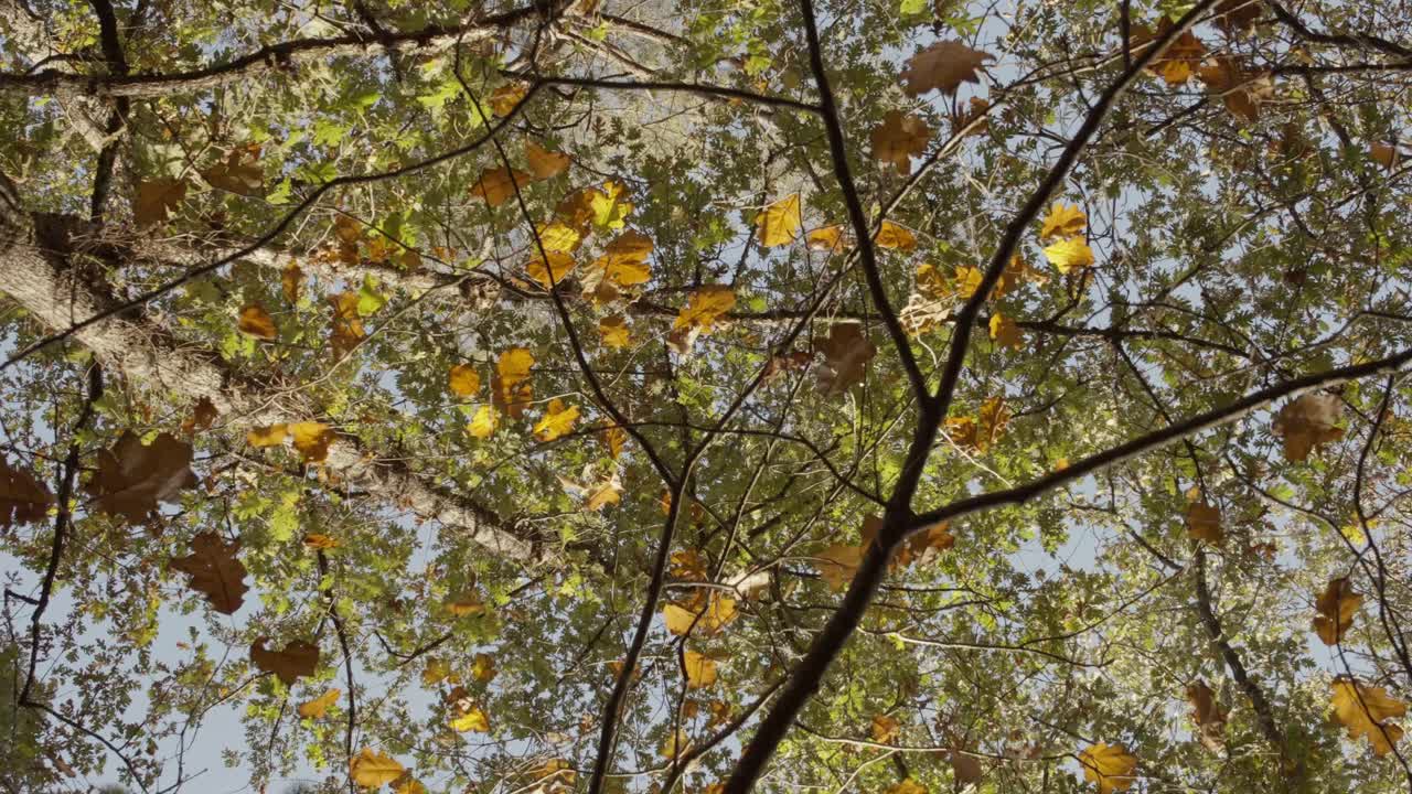 Autumn Forest Canopy: Looking Up at Yellow and Green Leaves