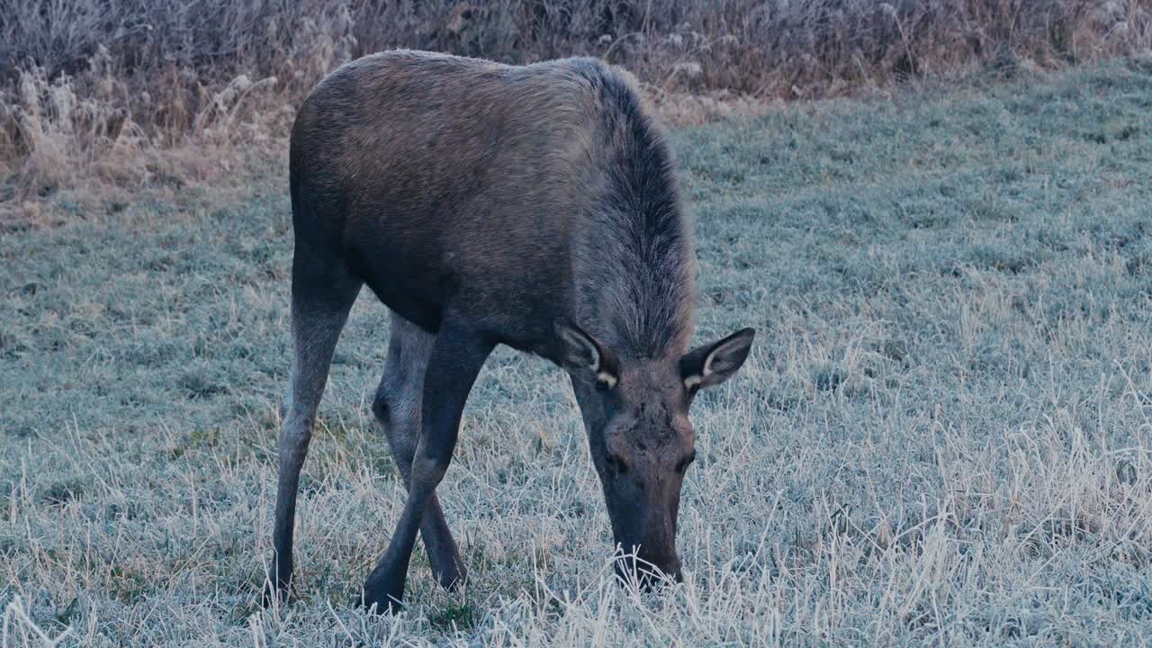Un alce si nutre nel prato brinato ai margini della foresta - Primo piano.