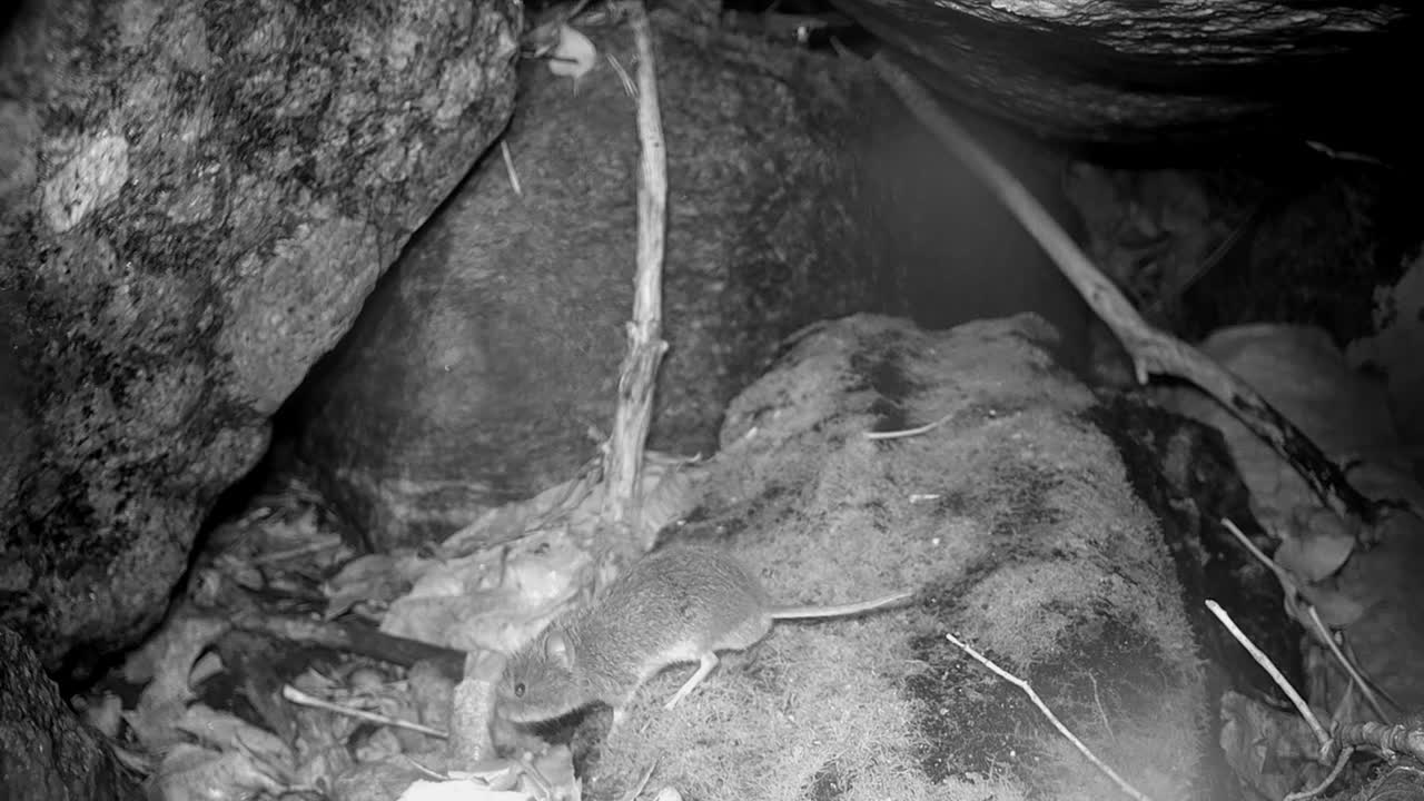 Bank vole (Clethrionomys glareolus) moving quickly on a rock in the wild. Estonia.