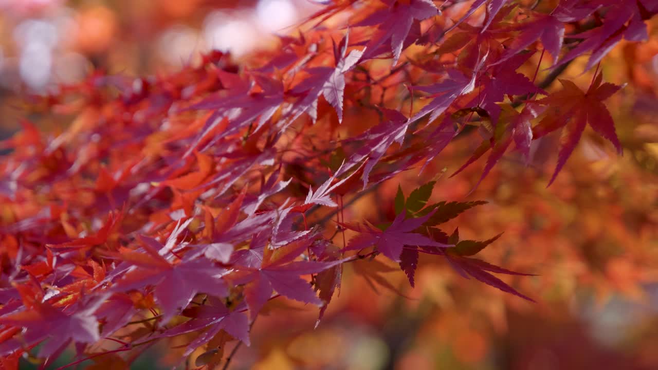 Tree with vibrant autumn colors waving softly in wind