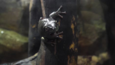 primer plano de una rana de árbol oscura