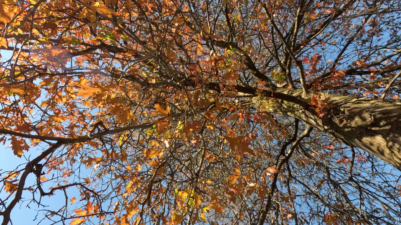hojas cayendo del árbol en otoño