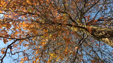 leaves falling from tree in autumn