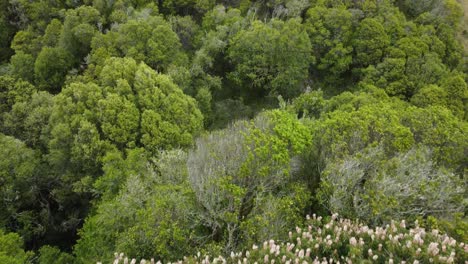 drone flying down towards green valley rising up to high summit covered with trees, california