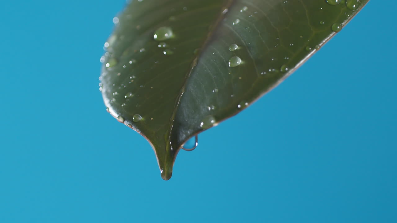 gotas de agua gotean de la hoja verde sobre el fondo azul
