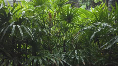 Landscape natural tropical jungle view of the tropical forest when it is raining in rainy day