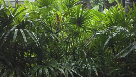 景觀自然熱帶<unk>林 雨天下雨時的熱帶森林景觀