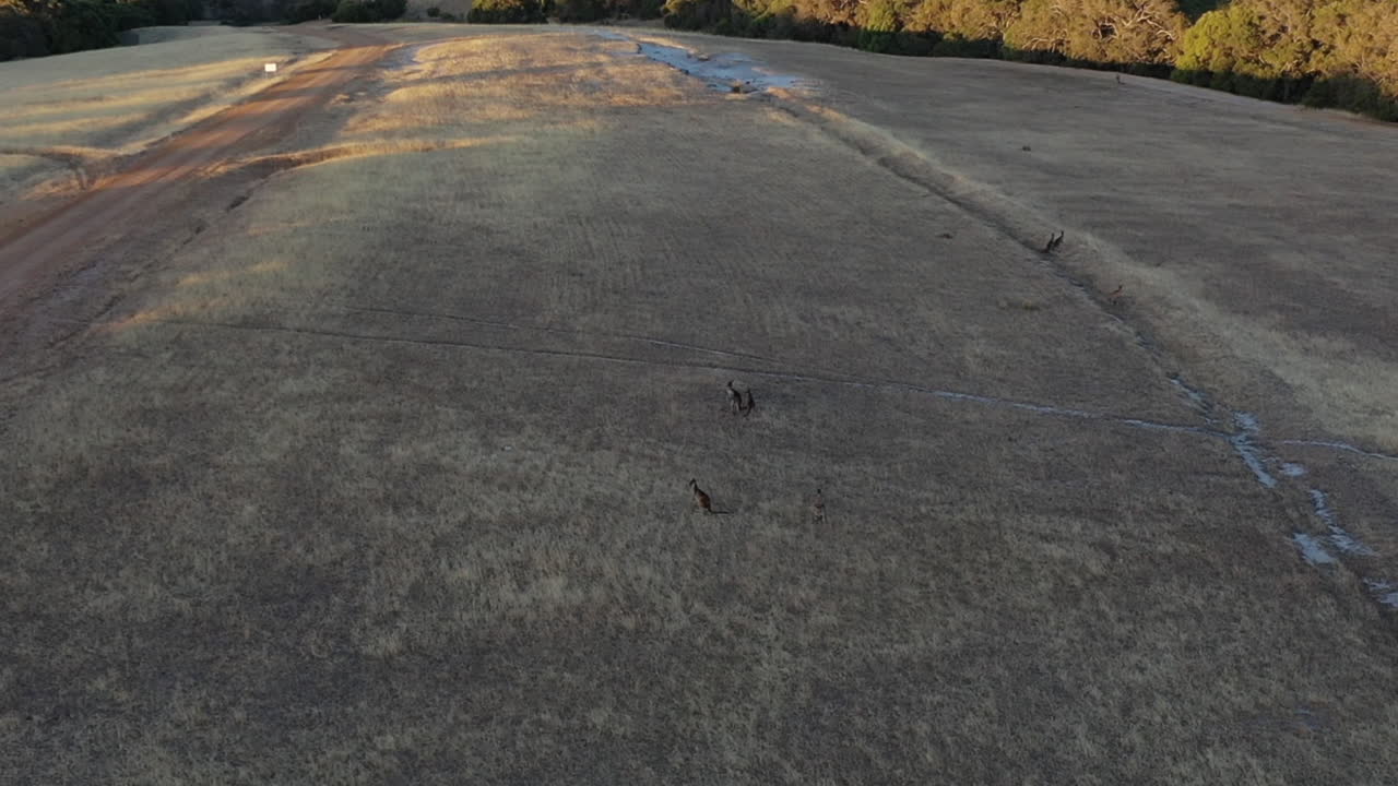 leeuwin-naturaliste 국립 공원 호주 초원의 캥거루