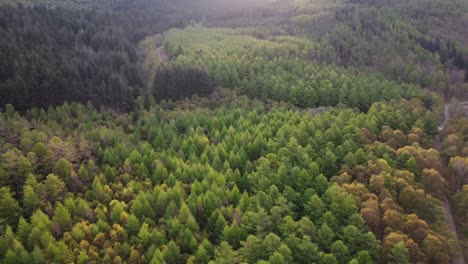 vista aérea del exuberante bosque verde