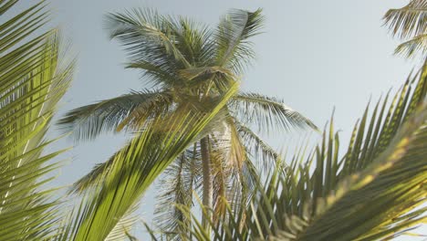 slowmotion of coconut trees in the wind