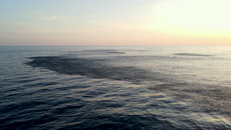 schooling fish baitball cause disturbance at ocean surface, sunset aerial
