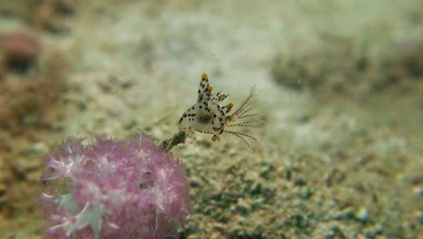 pequeña babosa de mar nudibranquio pikachu manchado posado sobre coral blando extendido