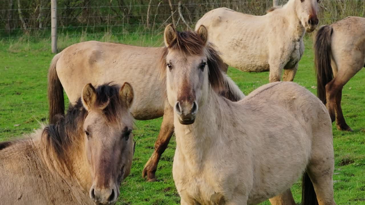 Calm wild horses look toward drone on fresh green pasture, soft spring evening