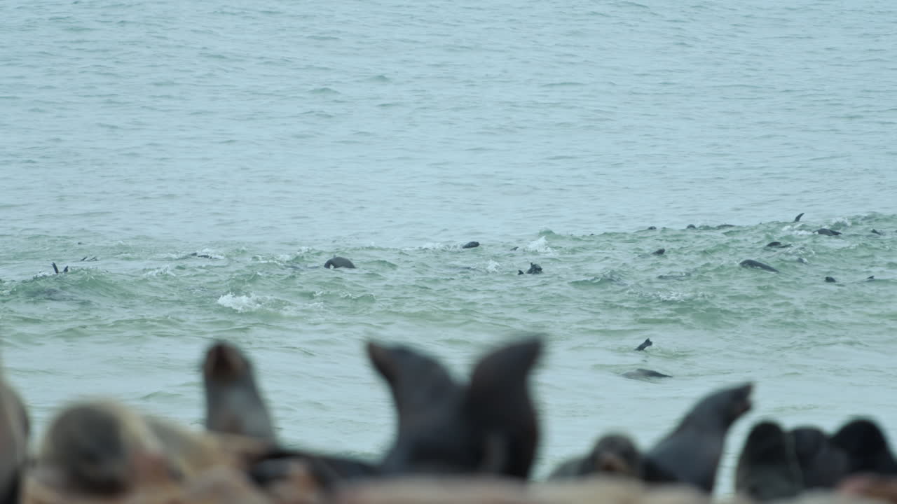 Seals at the Cape Coast