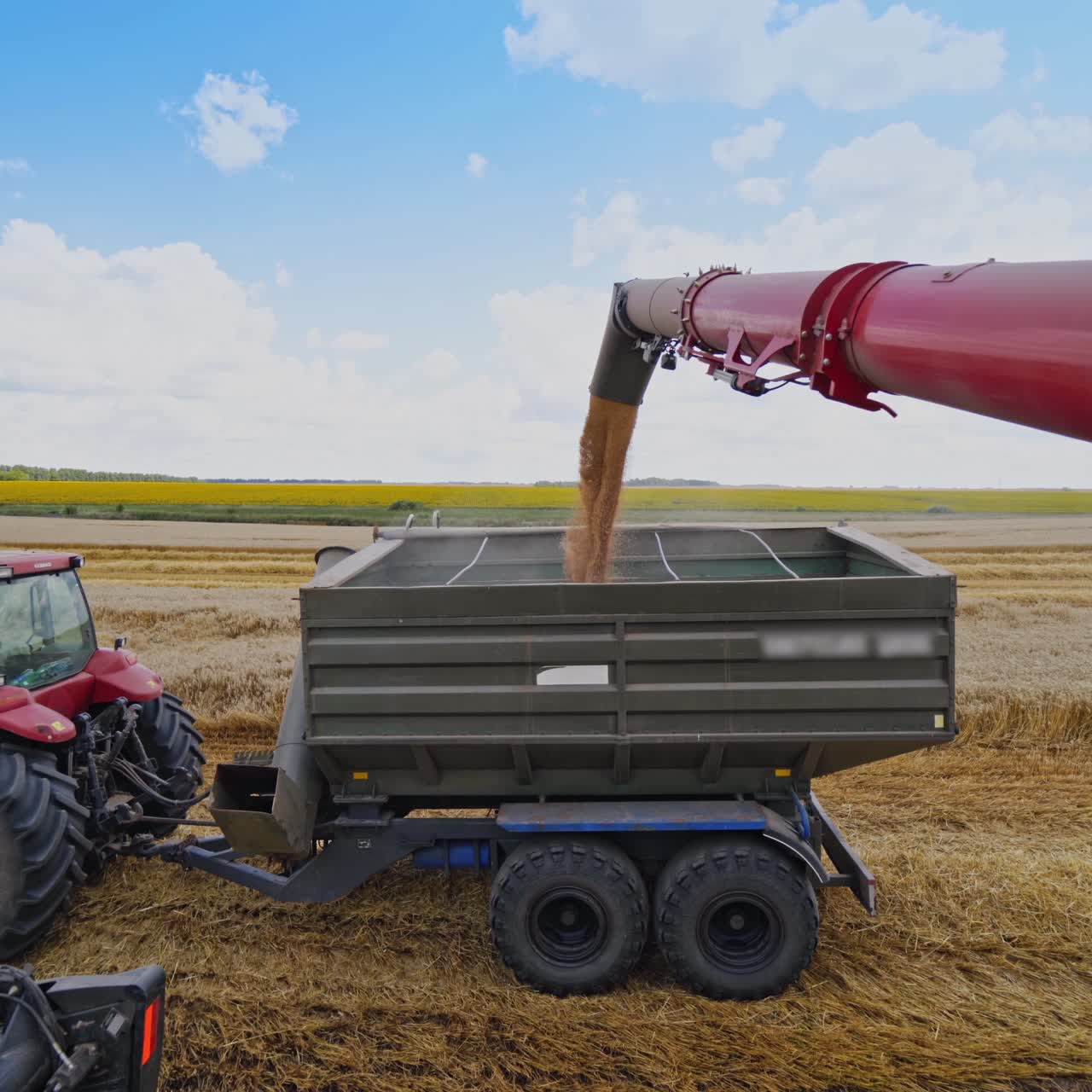 Combine harvester auger unloading grains of wheat. Combine harvester pouring ripe crop into tractor trailer. Machinery working at seasonal works on field in summer.