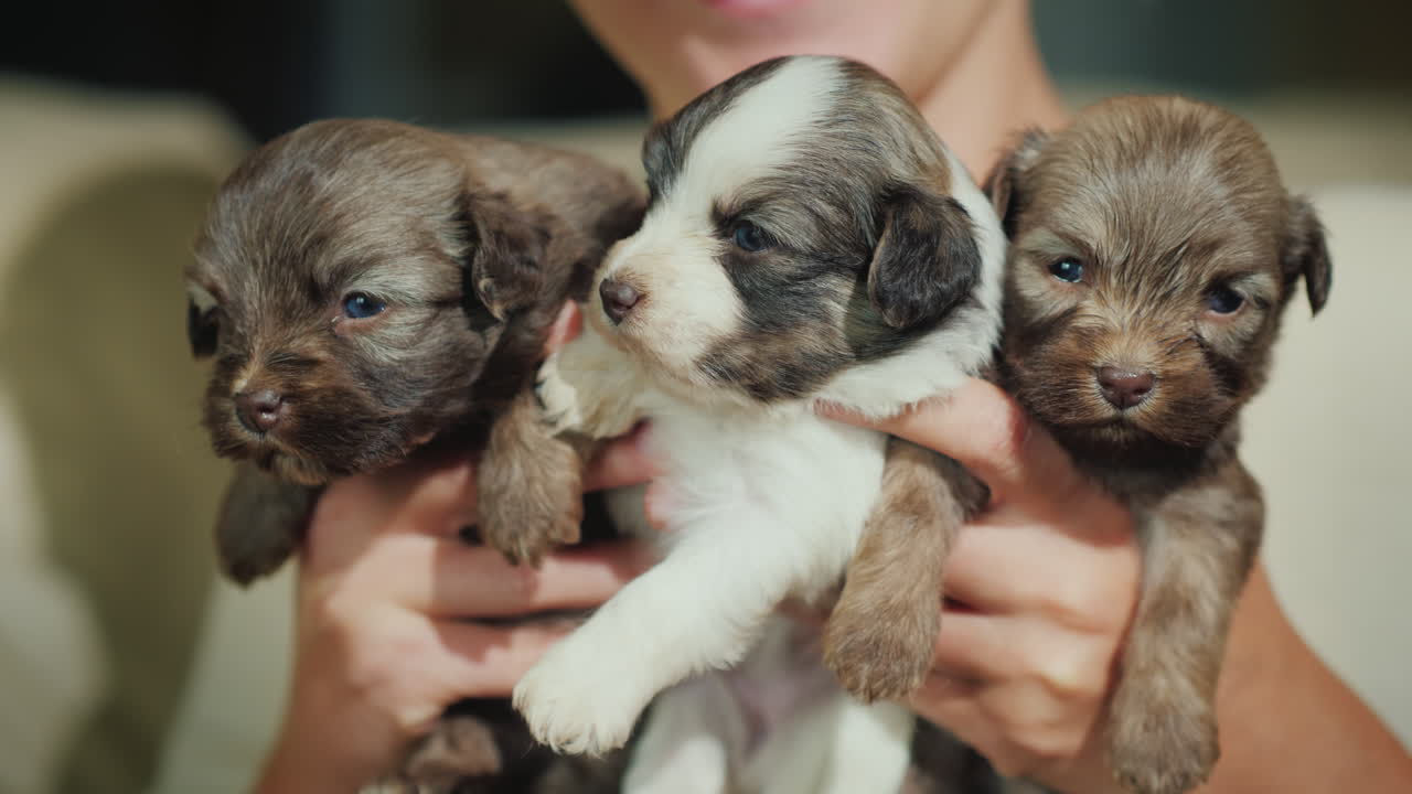 mujer feliz sosteniendo un cachorrito en sus brazos