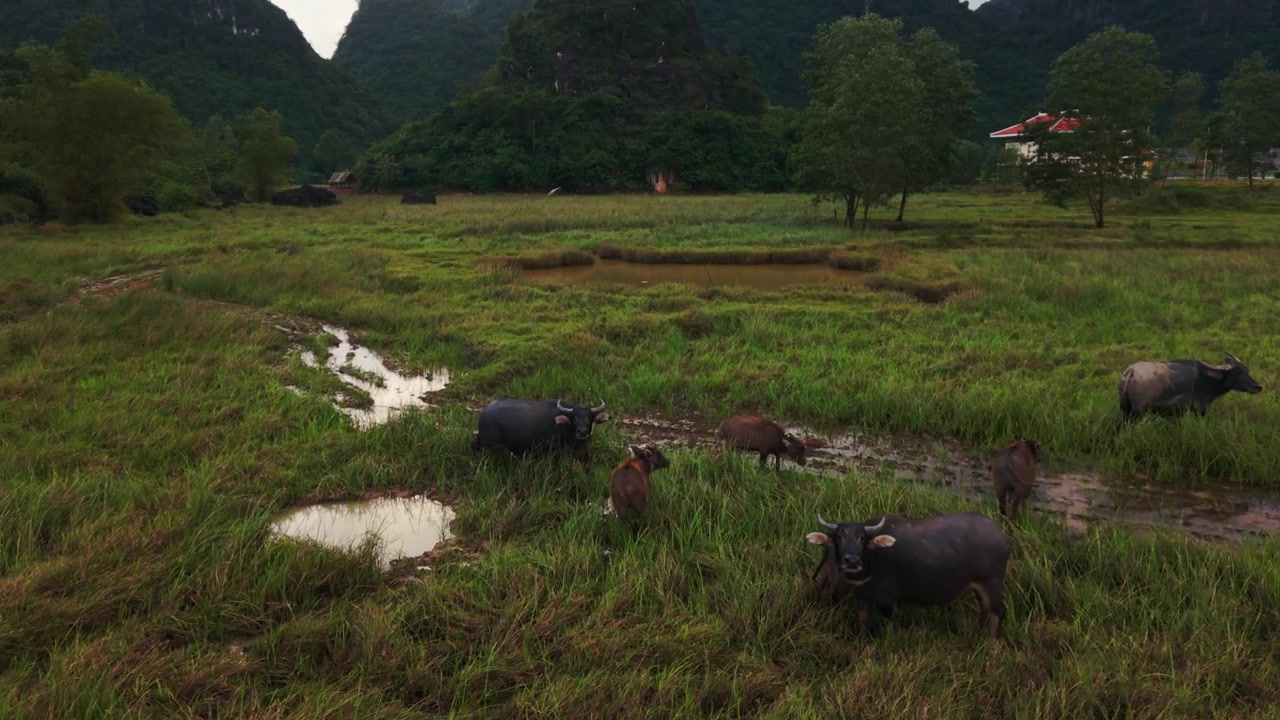 Cánh đồng Phong Nha với trâu đang gặm cỏ và dòng suối bùn, vùng đất ngập nước xanh tươi điểm xuyết những vũng nước nông, những đỉnh núi đá vôi xa xa và ngôi nhà nông thôn mái đỏ, ánh sáng dịu nhẹ của ngày nhiều mây và động vật hiền lành