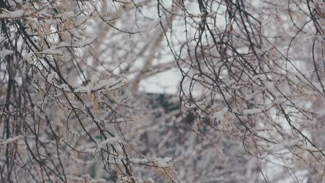 Lange-Hängende-Äste-Mit-Weißem-Schmelzendem-Schnee