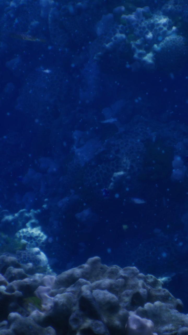 Vibrant underwater world filled with colorful marine life and corals