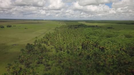 Vista-Aérea-De-Un-Grupo-De-Palmas-Moriches-En-Una-Sabana