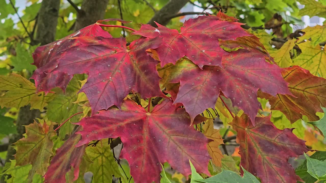 Strong wind moves colorful and red maple leaves – bright autumn foliage scene