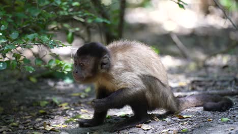 Mono-Capuchino-En-La-Selva-Comiendo