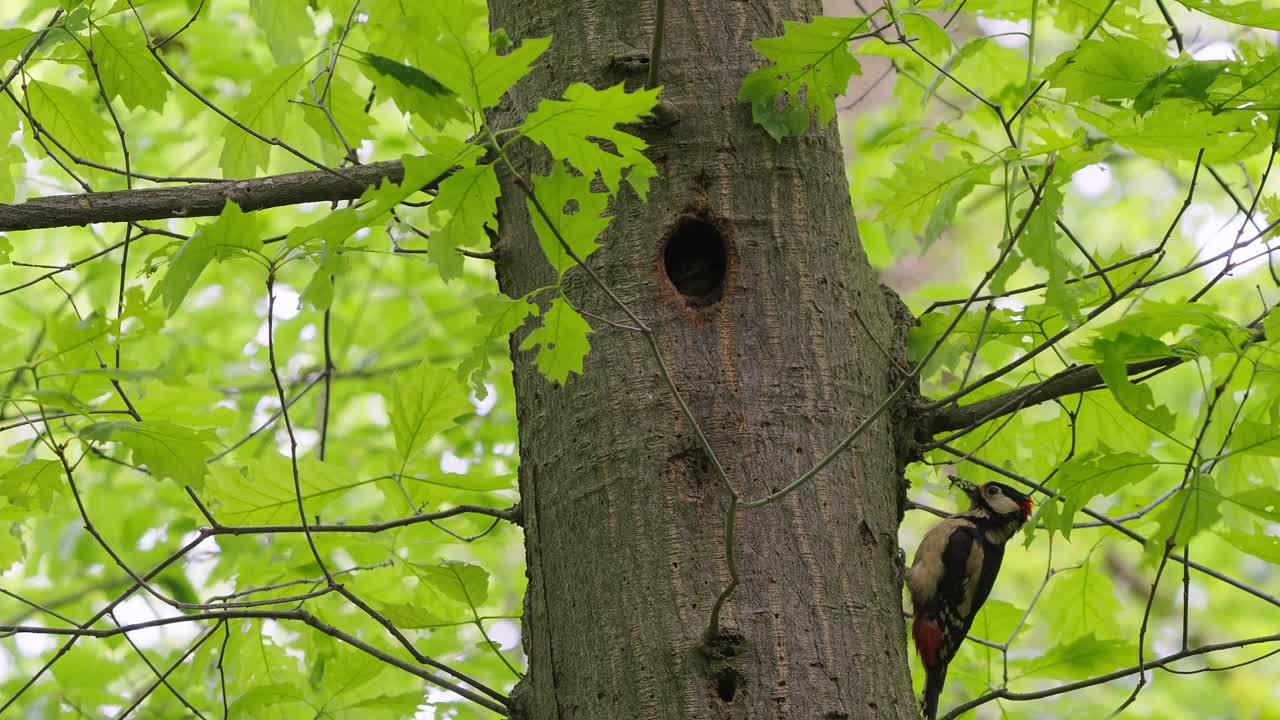 gran pájaro carpintero manchado con gorra roja dendrocopos major juvenil en el tronco de un árbol cerca del hueco del nido en texel, países bajos