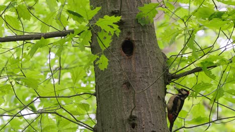 Gran-Pájaro-Carpintero-Manchado-Con-Gorra-Roja-Dendrocopos-Major-Juvenil-En-El-Tronco-De-Un-árbol-Cerca-Del-Hueco-Del-Nido-En-Texel,-Países-Bajos