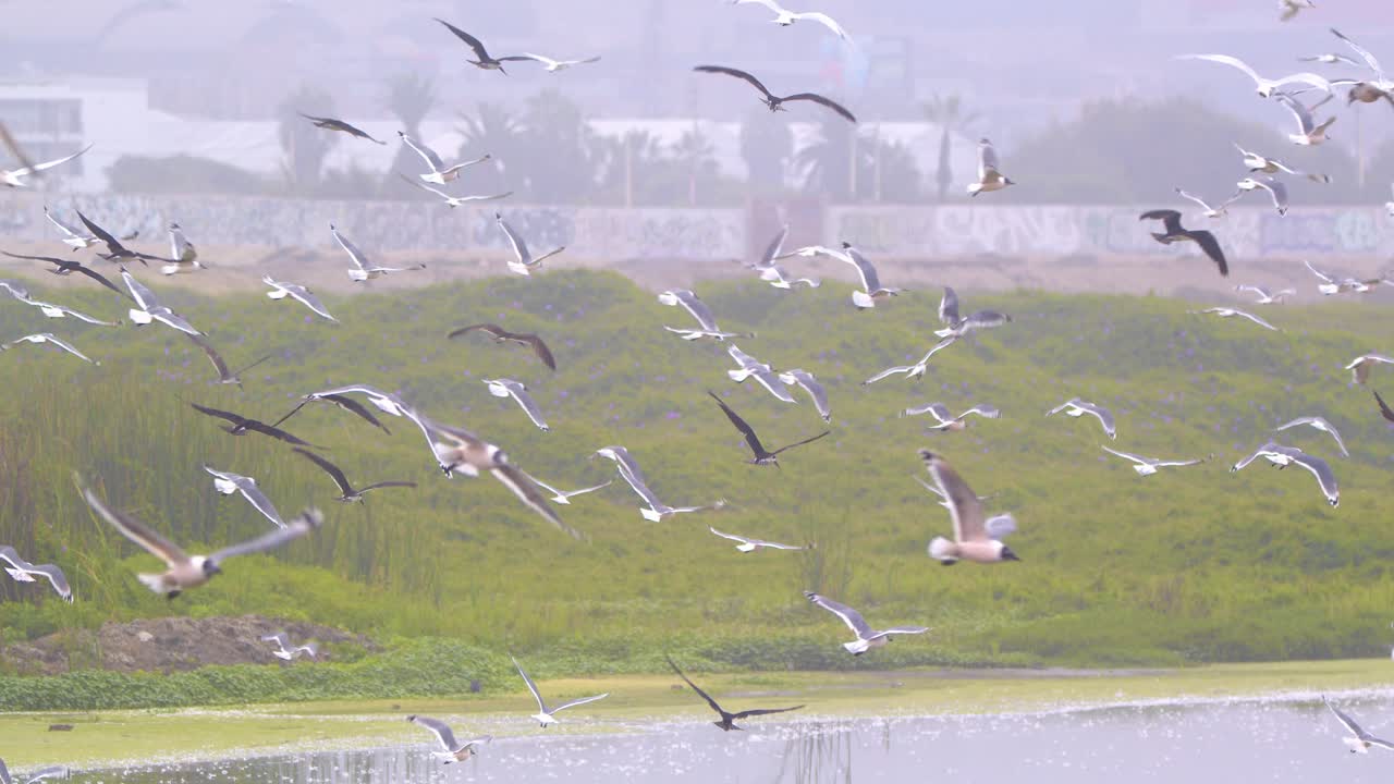 Large Mixed Flock of Franklin's Gulls, Elegant Terns and Skimmers Over Wetland, Pantanos de Villa, Peru